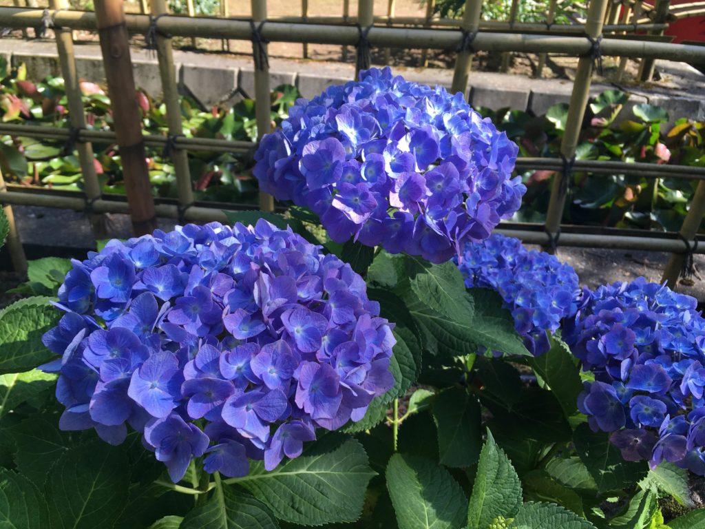 弘長寺の紫のアジサイ