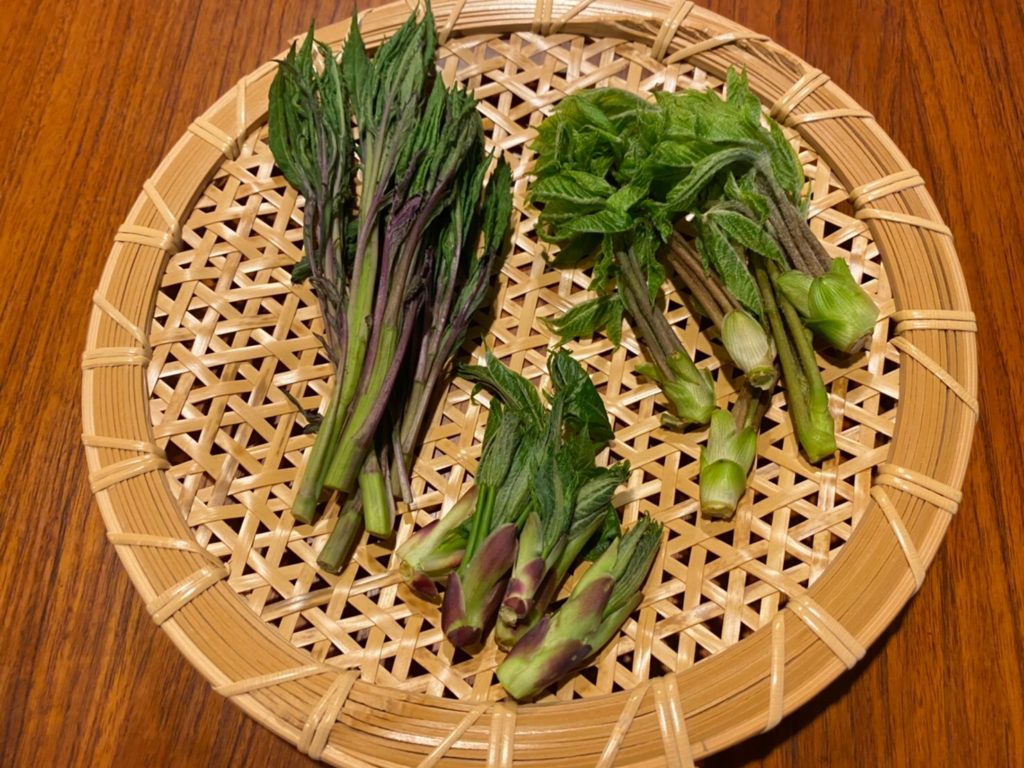 信州の山菜